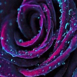 Meet your Posher, Zoya